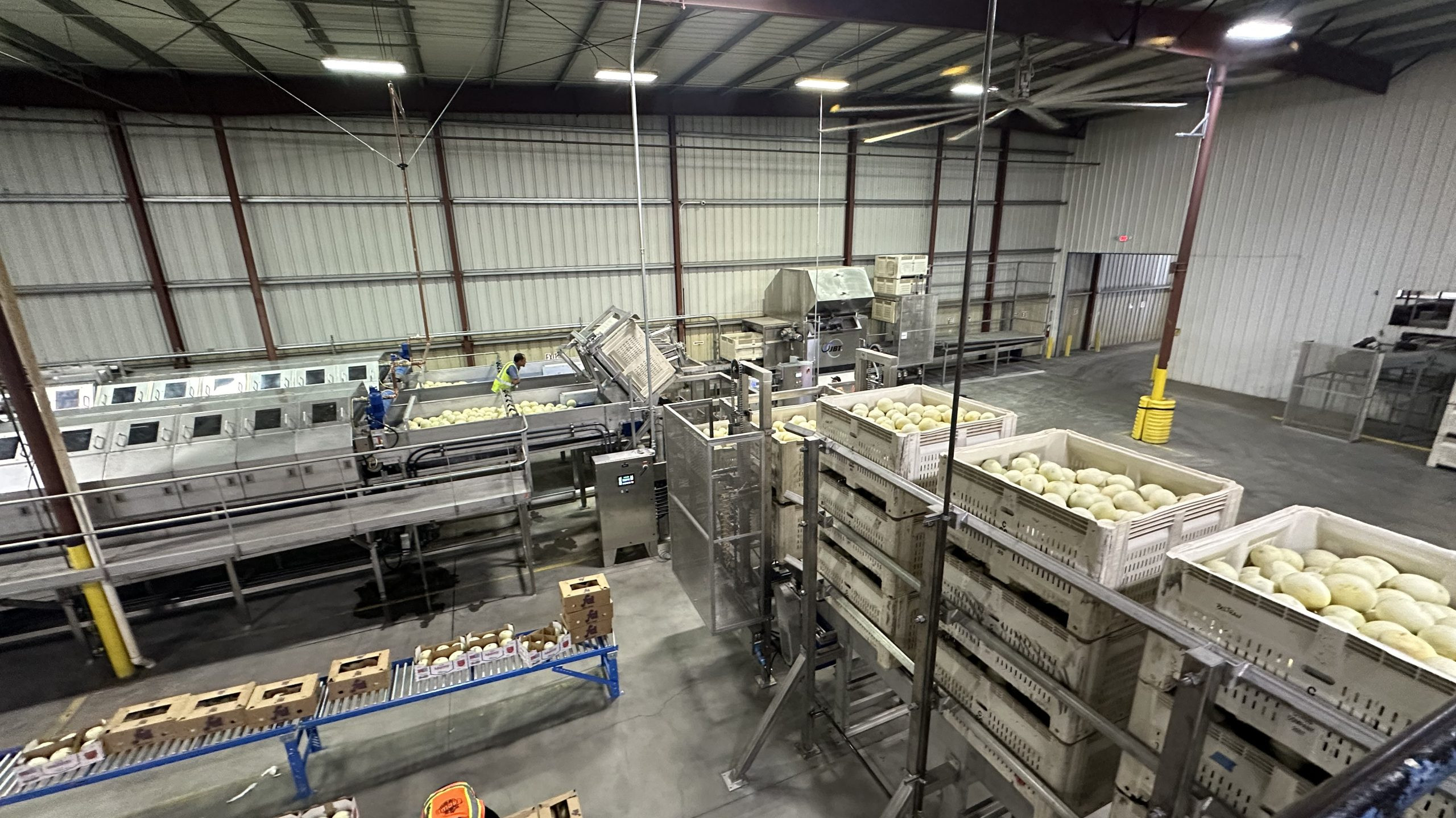 melon packing line in warehouse