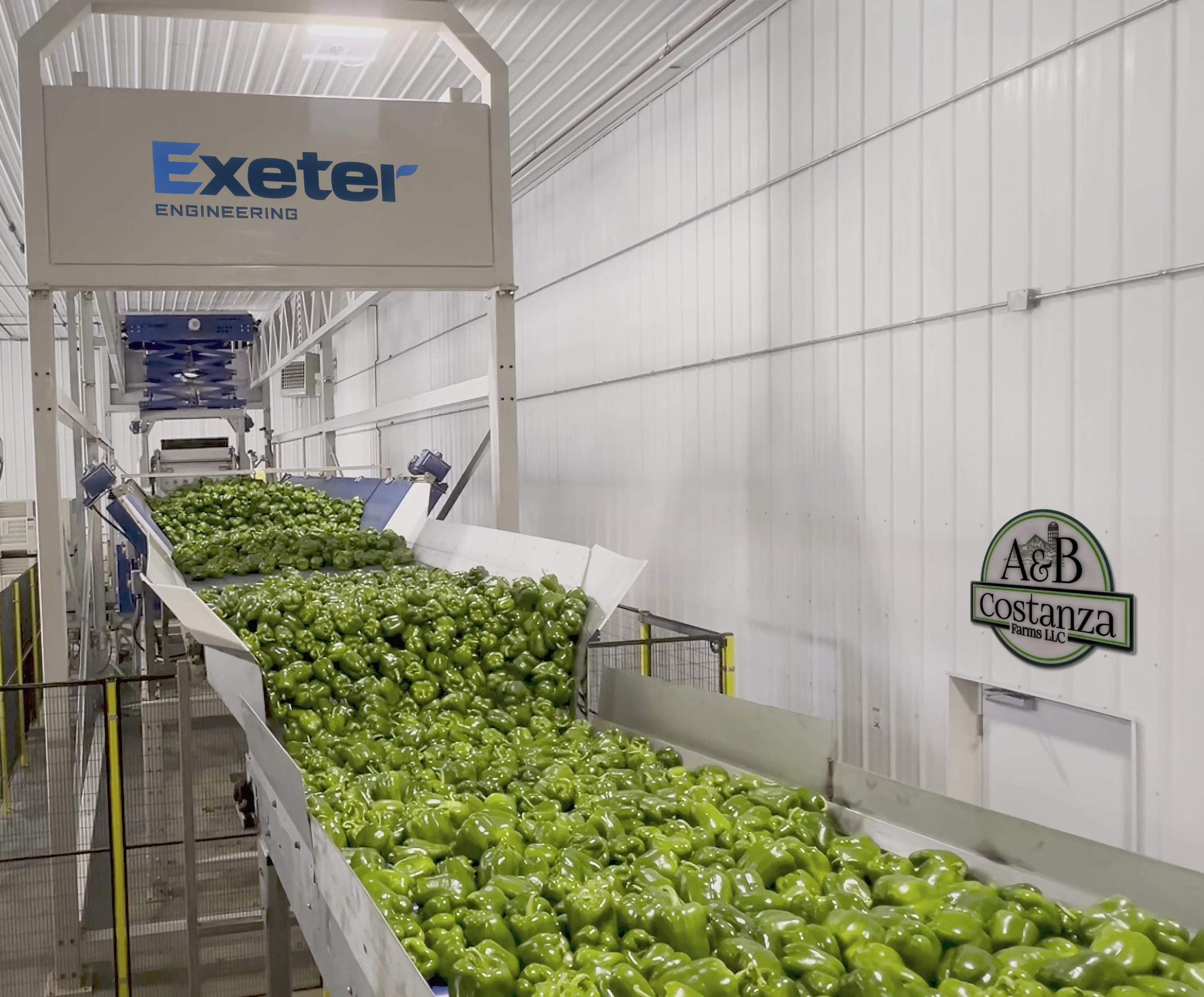 A bell pepper packing line